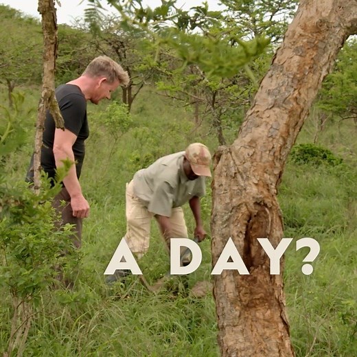 177K views · 470 reactions | Gordon will go to great lengths to find the perfect fishing bait. He'll even sift through rhino poo. Season 2 of Gordon Ramsay Uncharted starts Wednesday 16th September on National Geographic UK. | National Geographic UK | Facebook