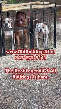 THE REAL LEGEND OF ALL BULLDOGS OF THE BEST BULLDOGS AND MASTIFFS BREEDS IN THE WORLD.