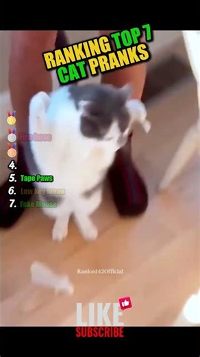 RANKING TOP 7 CAT PRANKS