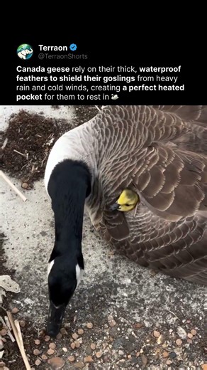 Tiny Gosling Peeks Out From Mom’s Feathers 🥺