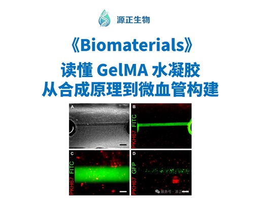 GelMA水凝胶从合成原理到微血管构建