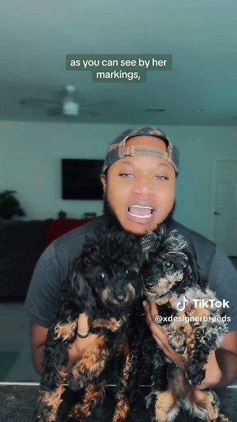 How to Genetically Test your Dogs using @Embark Dog DNA Test #genetics #caninegenetics #dogtest #caninecolorgenetics #embark #embarkvet #dog #dogfacts #dogbreeder #caninecurator #fyp #howto #doggenetics #dogsoftiktok #doglover #xdesignerbreeds #xpurebreds #fypシ゚viral #viral #creatorsearchinsights