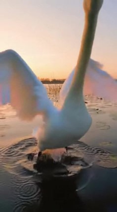 When you're just trying to get some aerial footage but this swan said not today and showed that drone who's boss! #NatureWins #WildlifePhotography #SwanVsDrone | Animals United