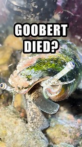 64K views · 644 reactions | There are currently over 60 species of...