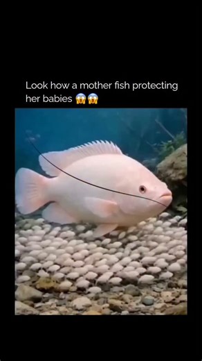Memes | Movies | Streamers ✨ | The post features a mesmerizing underwater nature clip showcasing a mouthbrooding fish (likely a cichlid species) in full protective mode... | Instagram