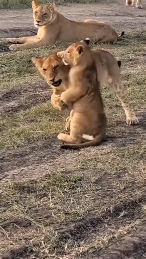 Lioness cub's learn self defence skills through play , fighting#lion #shorts