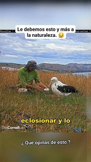 570K views · 14K reactions | LOS HUMANOS ESTAMOS TOMANDO CONCIENCIA DE CUIDAR Y CONSERVAR A TODO LOS SERES VIVOS. 殺 Es un paso más responsable de nuestra evolución, cómo Humanos.殺 #cuidadoAnimal #vivenciasalvaje #orca #planeta #vidamarina #documental #tiburón #ballena #vidasalvaje #animales #vida | Cuidado Animal | Facebook