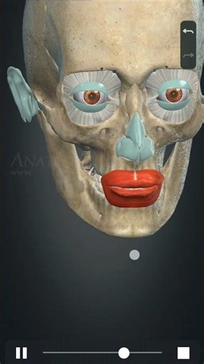 Orbicularis Oris #anatomy #biology #science #anime #art #gym #fitness #new #news