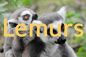 Lemur: Profile, Description, Traits, Diet, Habitat, Facts - Primates Park