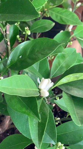 Lemon Tree is blooming #nature #beatifulnature #tree #flowers #plants #indoorplants #blooming