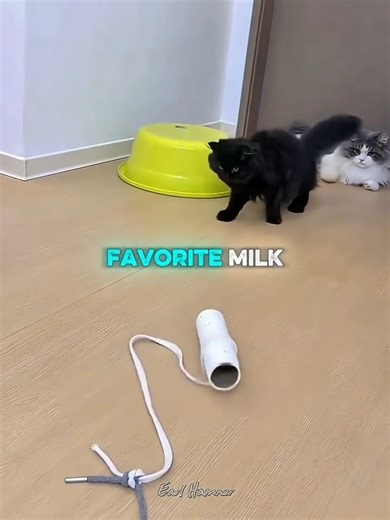 This Cute Kitten Tried to Run Away… Then THIS Happened 🐱💥 #kitten #cute #shorts