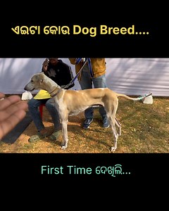 744K views · 12K reactions | ଏଇଟା କୋଉ Dog Breed... First Time ଦେଖିଲି... #dogshow2025 | Subhranshu Mohanty | Facebook