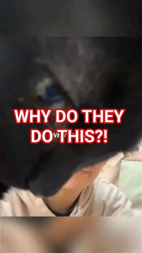 Why Your Cat Always Blocks Your Screen 🐱 ☂️💻 (It's Not What You Think)