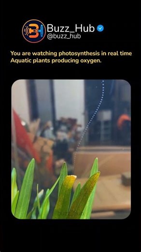 Have you ever witnessed photosynthesis in real time #photosysnthesis #oxygen #aquatic #plants #viral