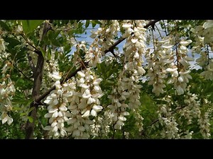 Eat Black Locust / False Acacia (Robinia pseudoacacia) Flowers in Spring