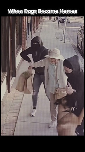 Can DOGS REALLY Protect You from HARM?