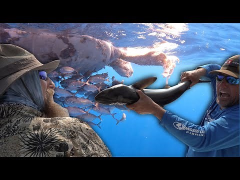 Sharks attack a Sea Turtle {Catch Clean Cook} ft. Gabler, Survivor 43