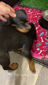 WWF - puppy edition (World Wide Furballs) happens every night, 6pm sharp. 🖤 🐶 🤎 #rottweilerworld #rottweilerlife #rottweilersofinstagram #rottweiler #animallover #adorablepuppies #rottiepuppy #rottweilerpuppy #puppies #babyanimals #animalsofinstagram #trendingnow #trendingreels #trending #trend #trendingvideos #trendingpost #animals #cuteanimals #cute #cutepuppyvideos #cutepuppies #cutepets #fypシ゚ #foryou #foryoupage #fypシ゚viral #adorable #puppylove #foryouシ | Of The Saints Rottweilers