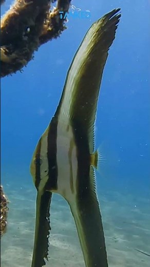 Longfin Batfish Facts, Care and Ocean Beauty Explained 🐟🌊| TANKED IND | @tanked_ind