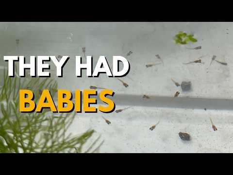 I Started With 3 Guppies… This Happened in 9 Days