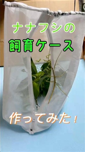 ナナフシの飼育ケース作ってみた！#昆虫 #insects #ペット #ナナフシ #工作 #飼育
