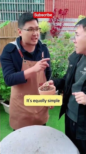 Fix Tight Rose Buds That Won't Open🌹Easy Rose Care Hack for Fuller Blooms! #Shorts #garden #viral