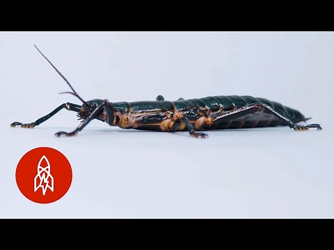 This Stick Insect Came Back from Extinction