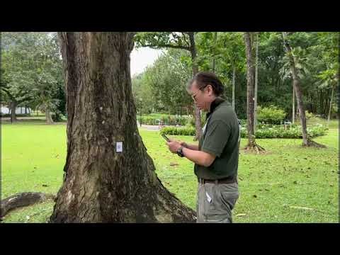 Compile of QR code on trees for tree tagging and identification | Treescape