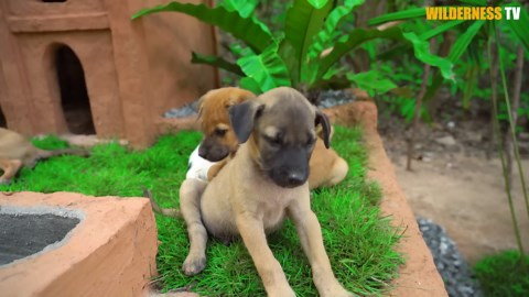 We built a turtle pond and a dog house for rescues