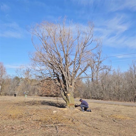 willow tree cut down fail #chainsaw #epicfail