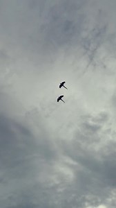 Paired Scarlet Macaws Fly Higher and Farther #parrot #macaw #parrotlife #parrotlover #parrotvideo #pet | Gabriel Wang