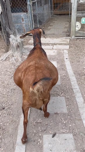 109K views · 3.8K reactions | My baby, LAVERN! No she’s not pregnant! She’s just large and in charge of the hay racks! I adore this doe and her me. She is my baby. Loves my attention anytime I’m out there. She is one of those that will not leave here. She will retire here! The white on her left teat is just balmex. She has a scratch and it does great to protect it. #biggirl #bosslady #mybaby | E/L Blessings Farm | Facebook