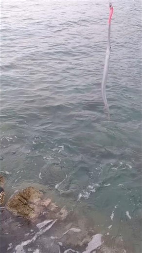 Τρομπέτα στο heavy spinning με black minnow No4 pink fluo 😃 #fishing #fish #ψάρεμα #shorts #daiwa