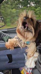 This is Samson. Originally known as YK161, he was a stud dog who was caged for the first 7 years of his life. Only being brought out to breed 😞 Because of his background, Samson is not house broken, so wears a belly band indoors. He's also very skittish and runs to Mom, Cindy (part of Dog Food Advisor Community group) for comfort when scared. He's now living his best life with bosom pal, Spanky... and two other younger terriers, Slugger & Slader, who he tolerates because they know he's boss 😆 