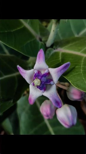 How To Click Flower Photos In Mobile Camera Using Pro Mode 🔥📸 | Flower Photography 🌸