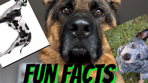 Fun Facts About Dogs You Probably Didn't Know