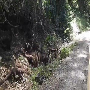 97K views · 595 reactions | Swarms of Weasels attack a Python  Join our group : Animals Life | Wildlife War | Facebook