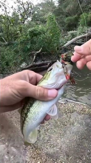 Big Bass Bites on Truscend Crawfish! #bassfishing