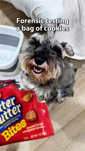 CSI: Cookie Scene Investigation #miniatureschnauzer