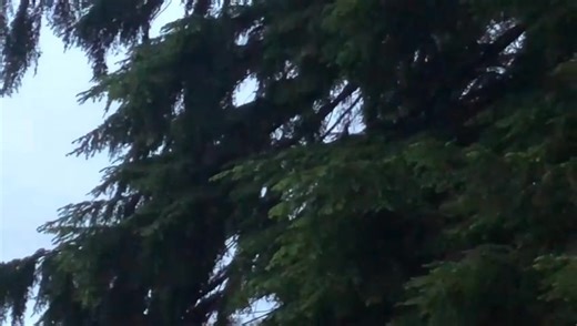 Have you seen or heard a nightjar in the forest? Nightjar are nocturnal and mainly active at dawn and dusk when they hunt for moths and beetles on the wing. To try spotting a nightjar for yourself, follow our top tips! 1. At dusk or dawn during May and July find an area of open habitat 2. Stick to a main path and keep still and quiet 3. Listen out for the male's territorial 'churr' and a 'coo-ick' call made by both sexes. 4. Nightjars fly silently, but you might see them silhouetted against the 