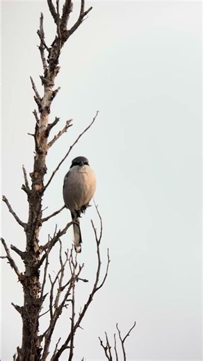 Digiscoping alcaudón real #digiscoping #marjaldelsmoros