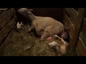 Sheep giving birth