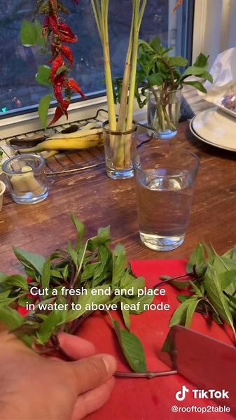 Store to Garden: Thai Basil Tips for Growing Indoors