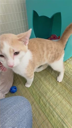 ADOPTED! Gwen & Griffin - adorable friendly little kittens for adoption!