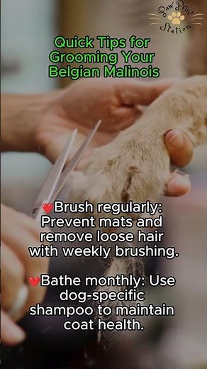 "Grooming Your Belgian Malinois: Keep Them Looking Sharp!"