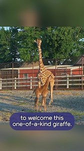 248K views · 6.9K reactions | A rare sight at a zoo in Tennessee is making headlines: a spotless giraffe! The adorable newborn is believed to be the only spotless reticulated giraffe on Earth. Lester Holt has details on a new "Nightly News: Kids Edition!" | NBC Nightly News with Tom Llamas | Facebook