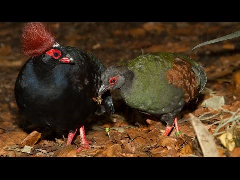 Crested Partridge. Interesting facts