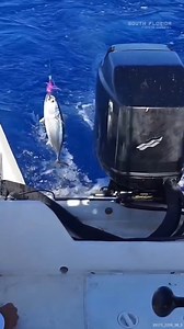 We Got Some Blackfin TUNA #blackfintuna #tuna #fishon | South Florida Fishing Channel