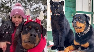 This Unlikely Friendship Between A Black Panther, Human & Dog Is Legit The Cutest Thing Ever - ScoopWhoop