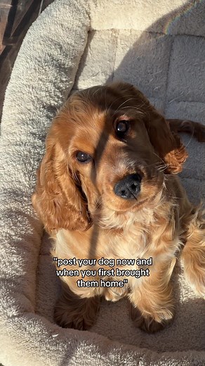 Alfie's Transformation: From Tiny Puppy to Full-Grown Cocker Spaniel